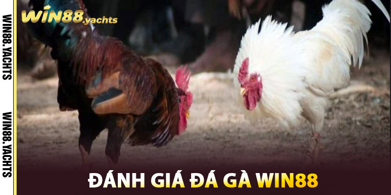 Đánh giá Đá Gà WIN88