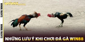 Những lưu ý khi chơi Đá Gà WIN88